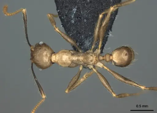 Pheidole oceanica specimen CASENT0184542 image casent0184542_1