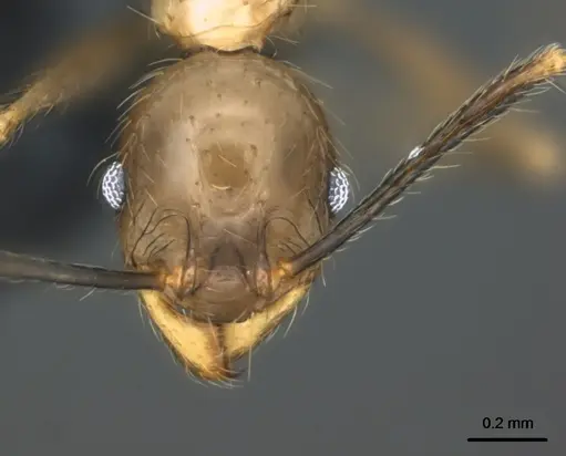 Pheidole oceanica specimen CASENT0184542 image casent0184542_2