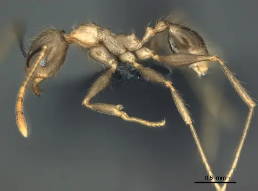 Pheidole oceanica specimen CASENT0184542 image casent0184542_3