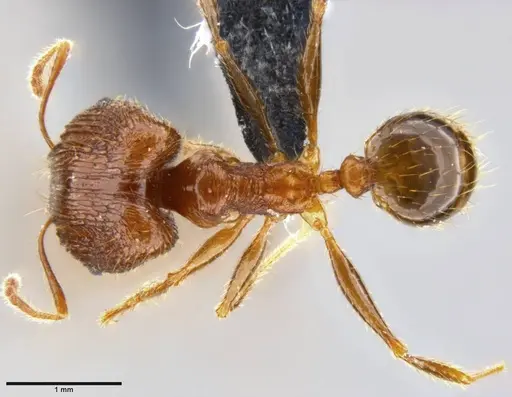 Pheidole oceanica specimen CASENT0199114 image casent0199114_1