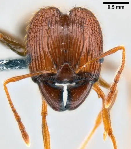 Pheidole oceanica specimen CASENT0199114 image casent0199114_2