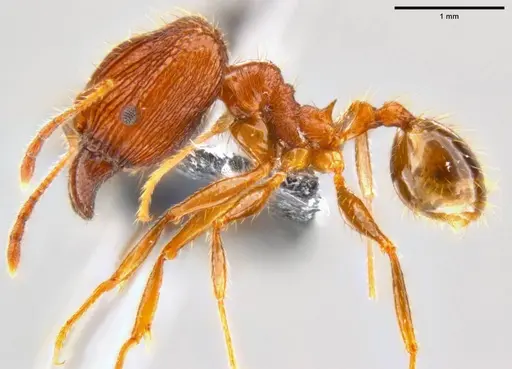 Pheidole oceanica specimen CASENT0199114 image casent0199114_3