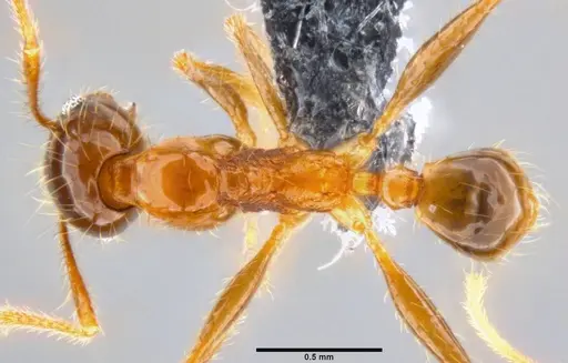 Pheidole oceanica specimen CASENT0199116 image casent0199116_1