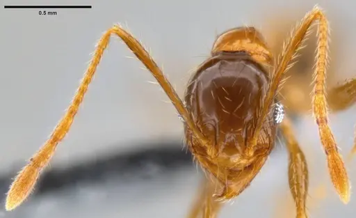 Pheidole oceanica specimen CASENT0199116 image casent0199116_2