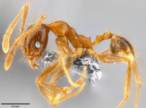 Pheidole oceanica specimen CASENT0199116 image casent0199116_3