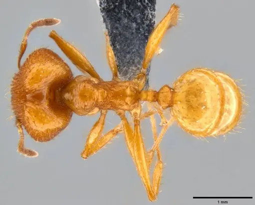 Pheidole oceanica specimen CASENT0199554 image casent0199554_1