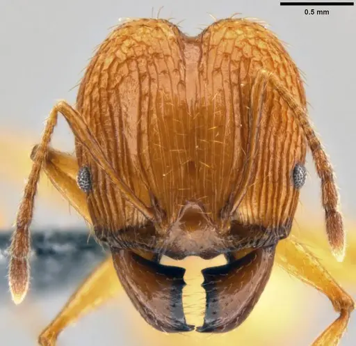 Pheidole oceanica specimen CASENT0199554 image casent0199554_2