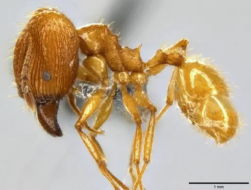 Pheidole oceanica specimen CASENT0199554 image casent0199554_3