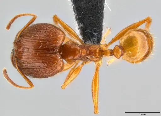 Pheidole oceanica specimen CASENT0199563 image casent0199563_1
