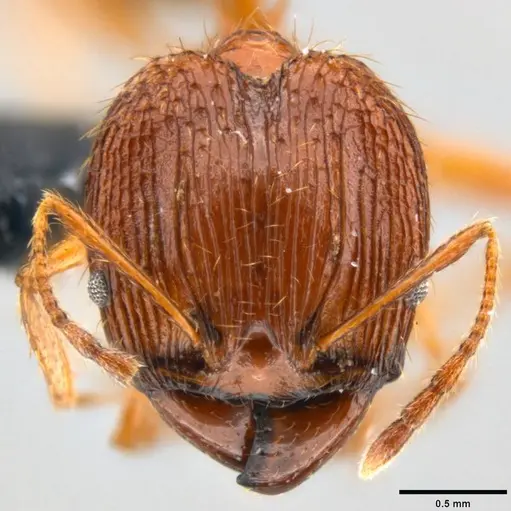 Pheidole oceanica specimen CASENT0199563 image casent0199563_2