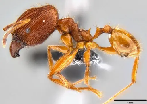 Pheidole oceanica specimen CASENT0199563 image casent0199563_3