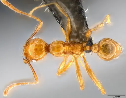 Pheidole oceanica specimen CASENT0199585 image casent0199585_1