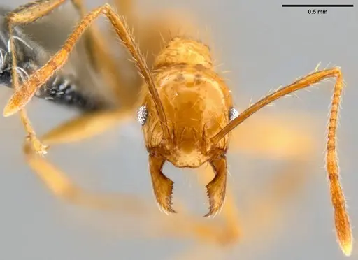 Pheidole oceanica specimen CASENT0199585 image casent0199585_2