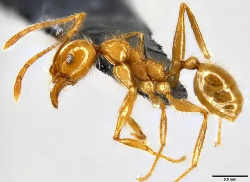 Pheidole oceanica specimen CASENT0199585 image casent0199585_3