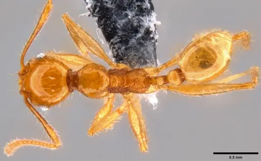 Pheidole oceanica specimen CASENT0199589 image casent0199589_1