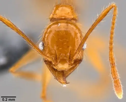 Pheidole oceanica specimen CASENT0199589 image casent0199589_2