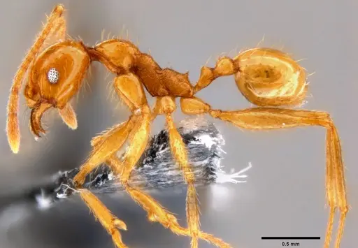 Pheidole oceanica specimen CASENT0199589 image casent0199589_3