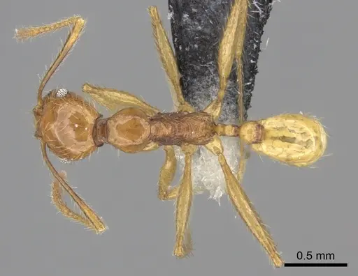 Pheidole oceanica specimen CASENT0219546 image casent0219546_1