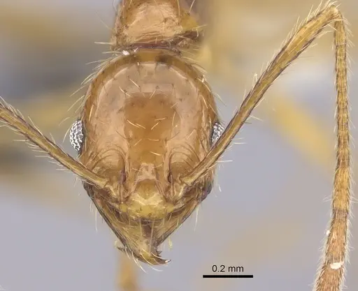 Pheidole oceanica specimen CASENT0219546 image casent0219546_2
