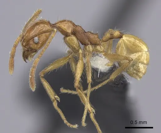 Pheidole oceanica specimen CASENT0219546 image casent0219546_3