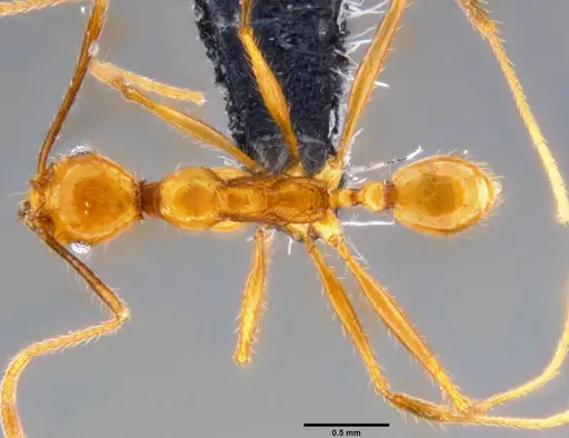 Pheidole oceanica specimen CASENT0219977 image casent0219977_1