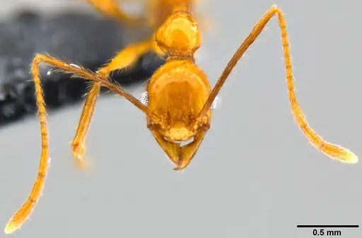 Pheidole oceanica specimen CASENT0219977 image casent0219977_2