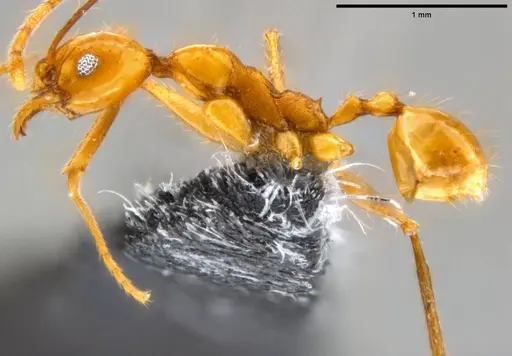 Pheidole oceanica specimen CASENT0219977 image casent0219977_3