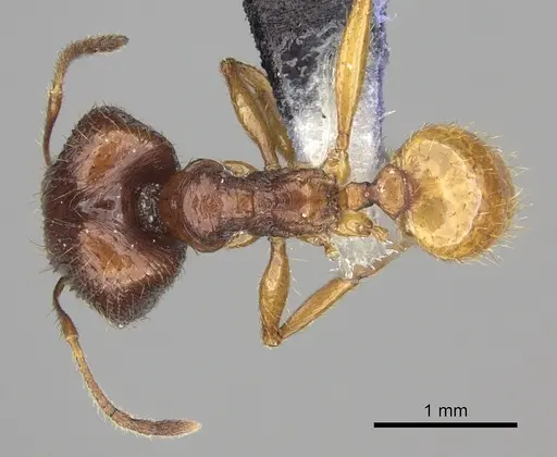 Pheidole oceanica specimen CASENT0219996 image casent0219996_1