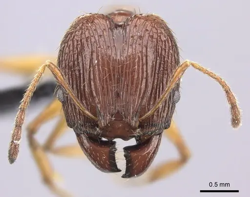Pheidole oceanica specimen CASENT0219996 image casent0219996_2