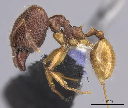 Pheidole oceanica specimen CASENT0219996 image casent0219996_3