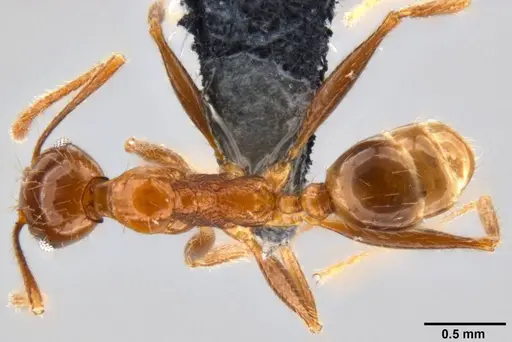 Pheidole oceanica specimen CASENT0282471 image casent0282471_1