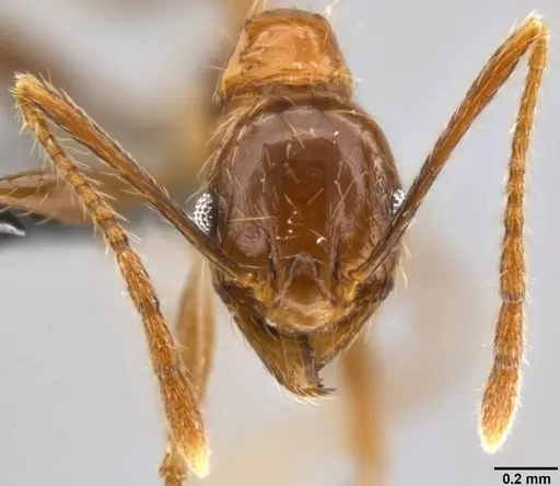 Pheidole oceanica specimen CASENT0282471 image casent0282471_2
