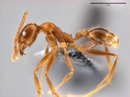 Pheidole oceanica specimen CASENT0282471 image casent0282471_3
