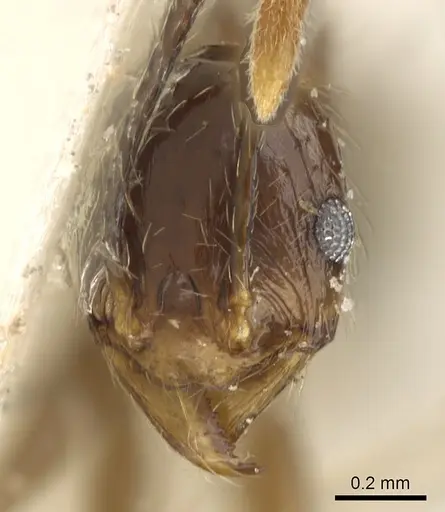 Pheidole oceanica specimen CASENT0901517 image casent0901517_2