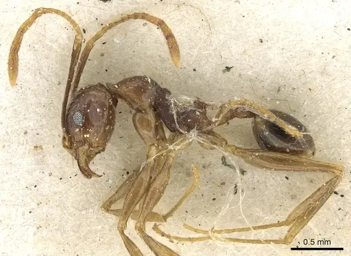 Pheidole oceanica specimen CASENT0901517 image casent0901517_3