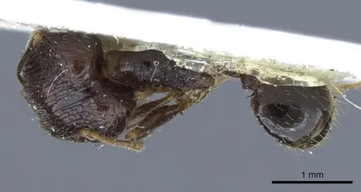 Pheidole oceanica specimen CASENT0901518 image casent0901518_1