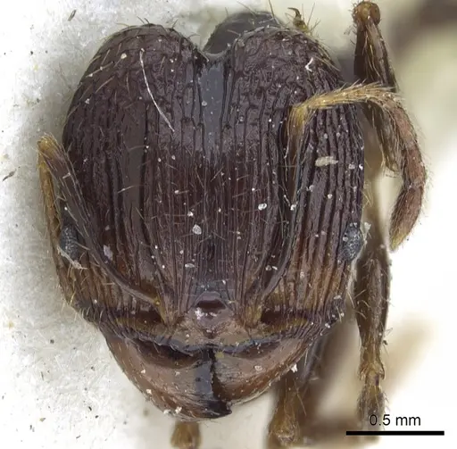 Pheidole oceanica specimen CASENT0901518 image casent0901518_2