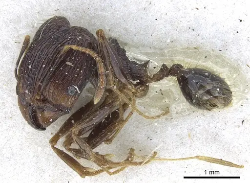 Pheidole oceanica specimen CASENT0901518 image casent0901518_3
