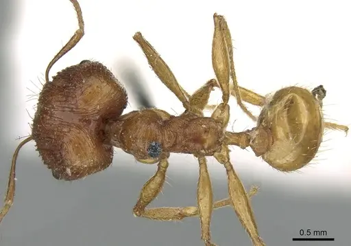 Pheidole oceanica specimen CASENT0906622 image casent0906622_1