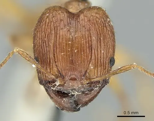 Pheidole oceanica specimen CASENT0906622 image casent0906622_2