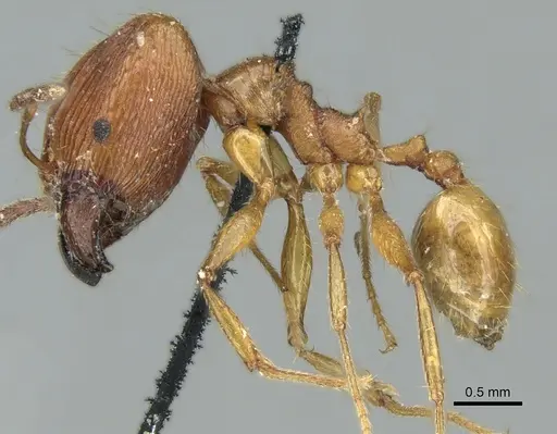 Pheidole oceanica specimen CASENT0906622 image casent0906622_3