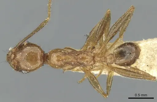 Pheidole oceanica specimen CASENT0906623 image casent0906623_1