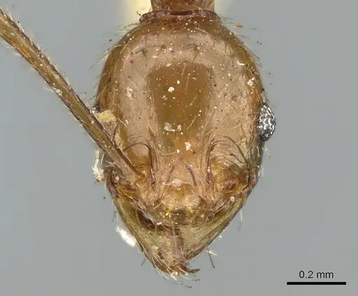 Pheidole oceanica specimen CASENT0906623 image casent0906623_2