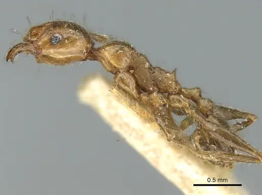 Pheidole oceanica specimen CASENT0906623 image casent0906623_3