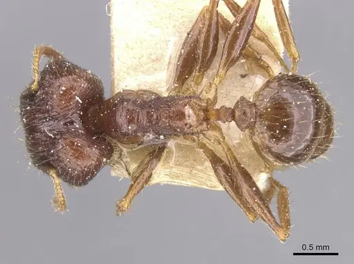 Pheidole oceanica specimen CASENT0913380 image casent0913380_1