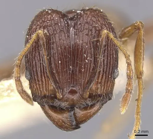 Pheidole oceanica specimen CASENT0913380 image casent0913380_2