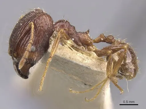 Pheidole oceanica specimen CASENT0913380 image casent0913380_3