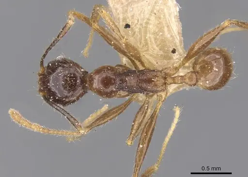 Pheidole oceanica specimen CASENT0913381 image casent0913381_1