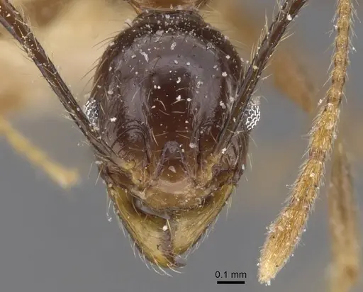 Pheidole oceanica specimen CASENT0913381 image casent0913381_2