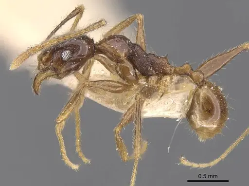 Pheidole oceanica specimen CASENT0913381 image casent0913381_3